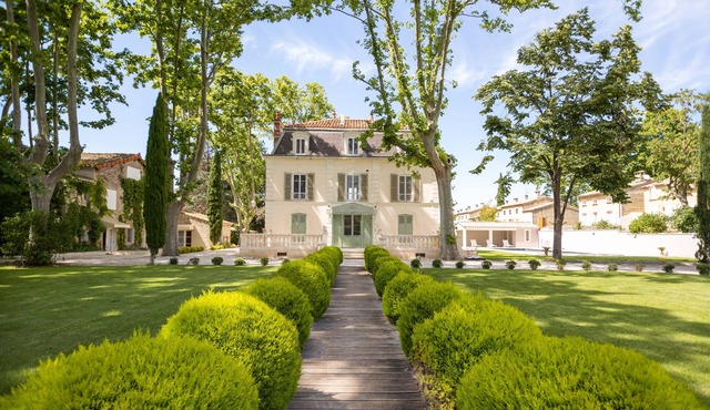 Ash trees in Provence